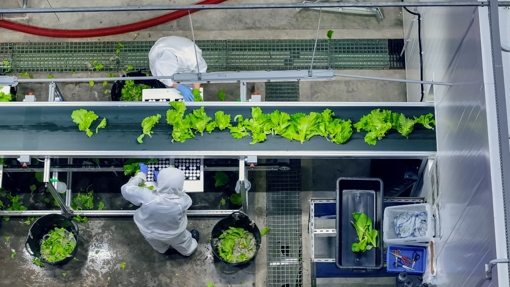 Top,Down,View,On,A,Vertical,Farm,Employees,Working,On