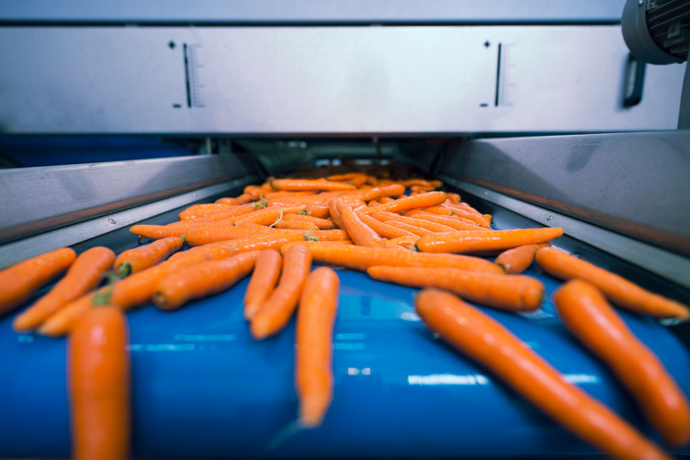 Fresh,Vegetables,On,Conveyor,Belt,Being,Transported,In,Food,Processing