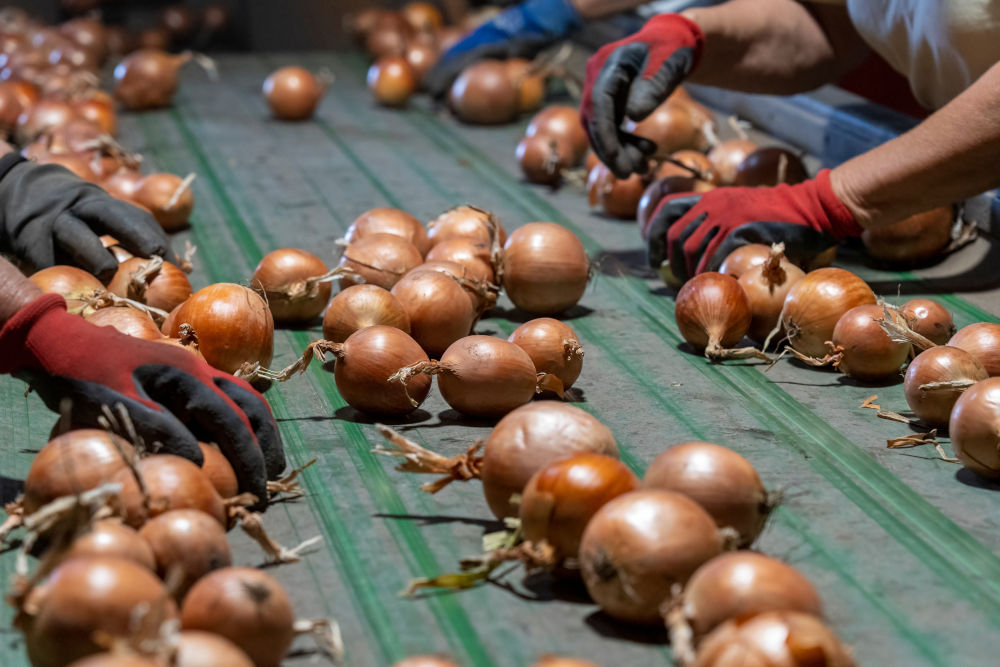 People,Working,At,Onion,Sorting,Line,In,Packing,House,Facility.